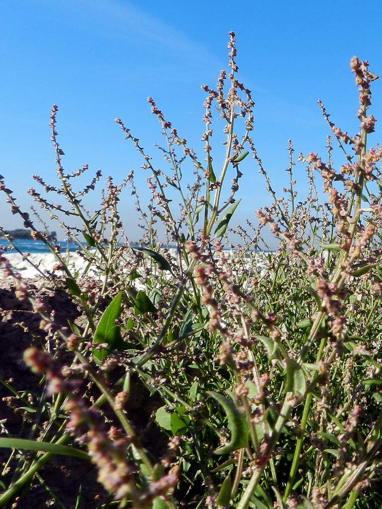 Atriplex sp. ?